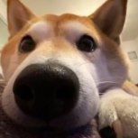 MoccaDeShibe